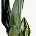 Paşa Kılıcı - Sansevieria Trifasciata Mavi Zoe