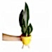 Paşa Kılıcı - Sansevieria Trifasciata Sarı Zoe