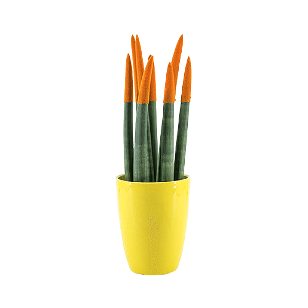 Paşa Kılıcı - Turuncu Sansevieria - Sarı Lily