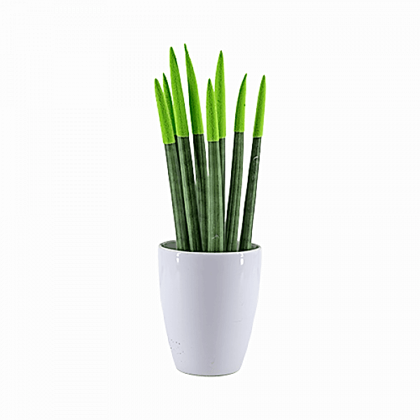 Paşa Kılıcı - Yeşil Sansevieria Beyaz Lily