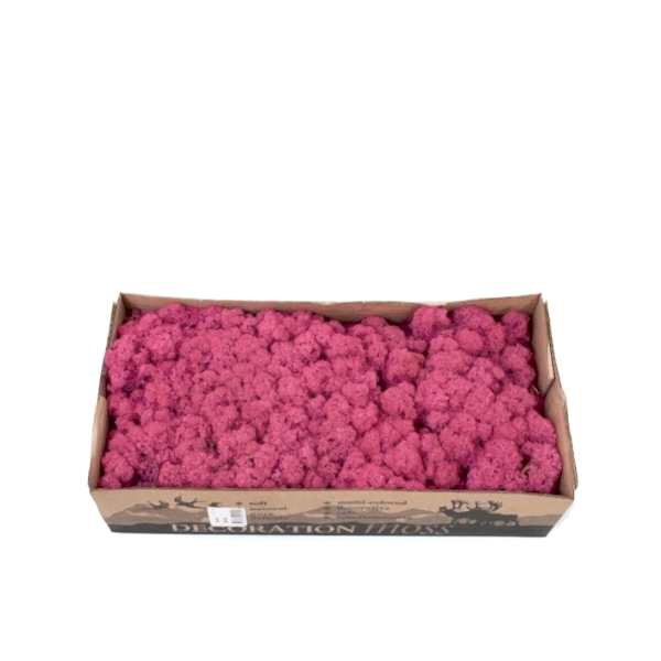 Renkli Yosun - Pembe 