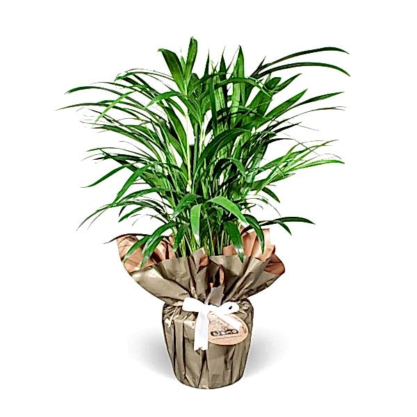 Salon Palmiyesi - Dypsis Lutescens 35