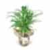 Salon Palmiyesi - Dypsis Lutescens 35