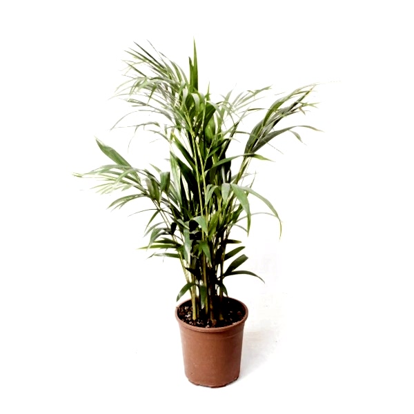 Salon Palmiyesi - Dypsis Lutescens  60