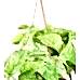 Salon Sarmaşığı - Epipremnum Aureum
