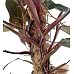 Salon Sarmaşığı - Philodendron Mandaianum
