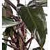Salon Sarmaşığı - Philodendron Mandaianum