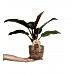 Salon Sarmaşığı - Philodendron Red Beauty Kahve Anna