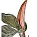 Salon Sarmaşığı - Philodendron Red Beauty Kahve Anna