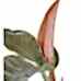 Salon Sarmaşığı - Philodendron Red Beauty Kırmızı Anna