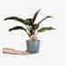 Salon Sarmaşığı - Philodendron Red Beauty Mavi Anna