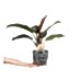 Salon Sarmaşığı - Philodendron Red Beauty Siyah Anna