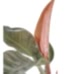 Salon Sarmaşığı - Philodendron Red Beauty Siyah Anna