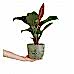 Salon Sarmaşığı - Philodendron Red Beauty Yeşil Anna