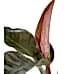 Salon Sarmaşığı - Philodendron Red Beauty Yeşil Anna