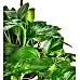 Salon Sarmaşığı - Philodendron Scandens Brasil
