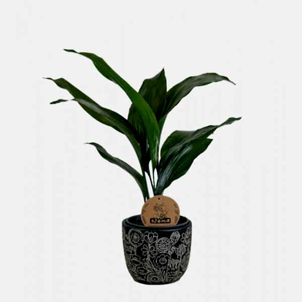 Salon Yaprağı  -  Aspidistra Elatior Siyah Anna