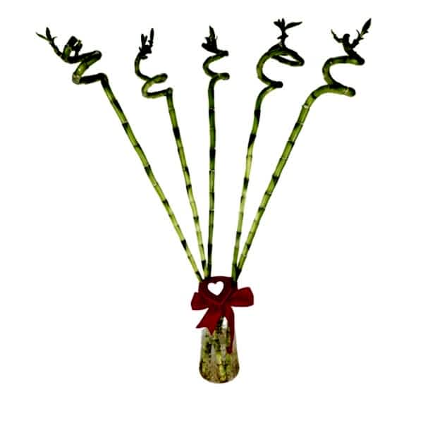 Şans Bambusu Vazoda - 80 CM 