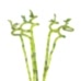 Şans Bambusu - 80 CM