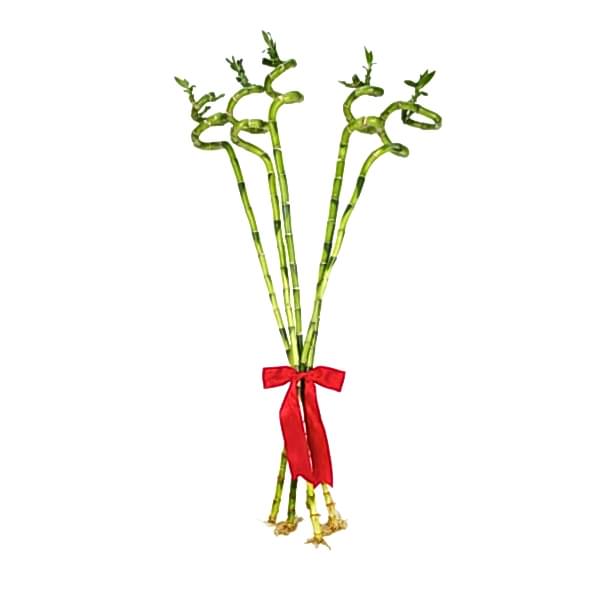 Şans Bambusu - 80 CM 