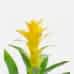Sarı Guzmania Sarı Nora