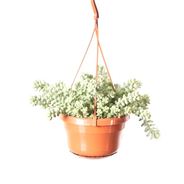 Sedum Burrito 