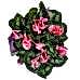 Sıklamen - Cyclamen