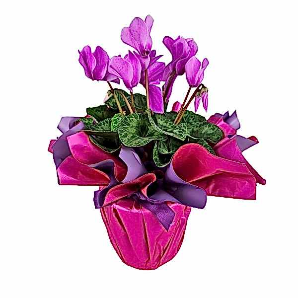 Sıklamen - Cyclamen Pembe