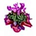 Sıklamen - Cyclamen Pembe