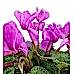 Sıklamen - Cyclamen Pembe