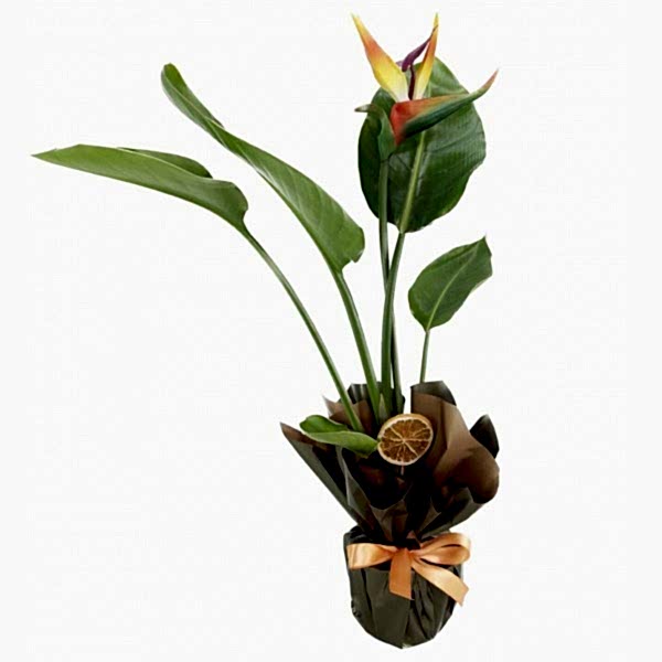 Starliçe Cennet Kuşu - Strelitzia Reginae   