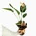 Starliçe Cennet Kuşu - Strelitzia Reginae