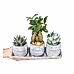 Sukulent - Bonsai Trio Gri