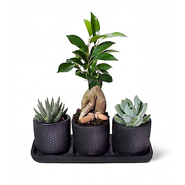 Sukulent - Bonsai Trio Set