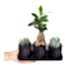 Sukulent - Bonsai Trio Set