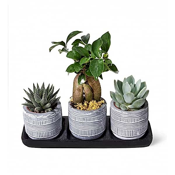 Sukulent - Bonsai Trio Siyah