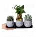 Sukulent - Bonsai Trio Siyah