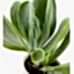 Sukulent - Kalanchoe Oricula Beyaz Lily