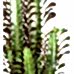 Süt Ağacı - Euphorbia Trigona Bakır Lucy