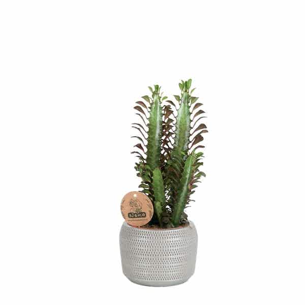 Süt Ağacı - Euphorbia Trigona Gri Lucy