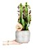 Süt Ağacı - Euphorbia Trigona Gri Lucy