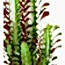Süt Ağacı - Euphorbia Trigona Gri Lucy