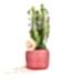 Süt Ağacı - Euphorbia Trigona Kırmızı Lucy
