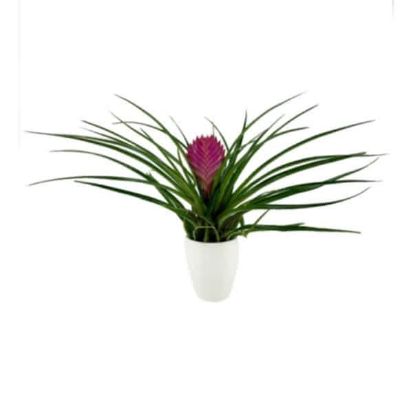 Tillandsia Cyanea - Hava Bitkisi Sweet Lily 