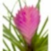 Tillandsia Cyanea - Hava Bitkisi Sweet Lily