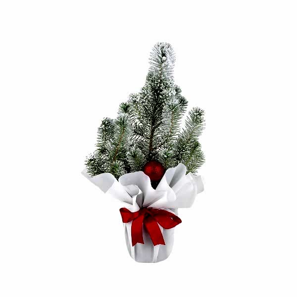 Yılbaşı Ağacı Pinus Silver Crest 