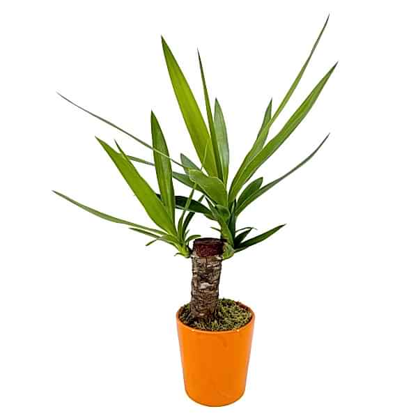 Yuka - Yucca Turuncu Nora