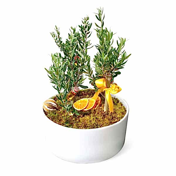 Zeytin Ağacı - Midi Zeytin 4lü