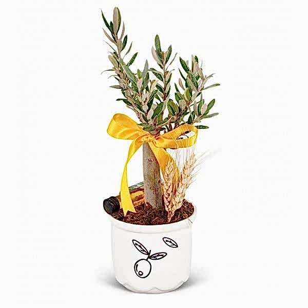 Zeytin Ağacı -Mini Zeytin Beyaz Lily