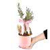 Zeytin Ağacı - Mini Zeytin Pembe Lily